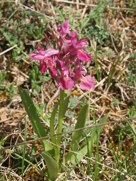 (20406)Dactylorhiza sambucina,var Rouge